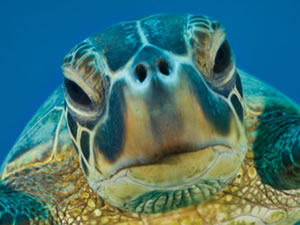 Green turtle