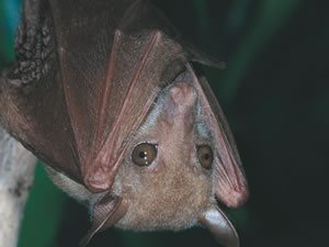 Cute Blossom Bat captures the attention of this weeks Daintree River cruisers