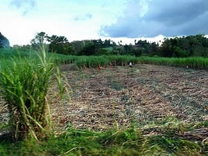 Mackay Sugar Mossman Mill