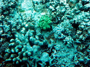 coral growing