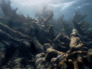 The effects of global warming on coral off the coast of Belize
