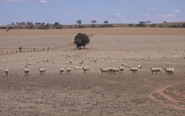 Abbott's agriculture policy needs adjusting