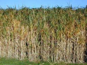 Sugar cane in North Queensland