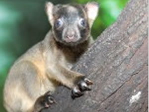 The Lumholtz Tree Kangaroo joey comes out to join the Parks 21st Party