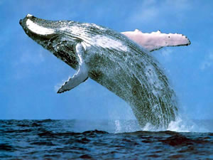 Humpback whale breaching the water