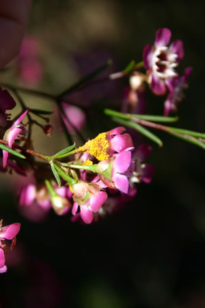 myrtle rust