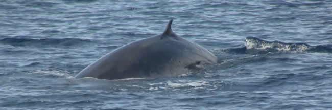 Sei Whale