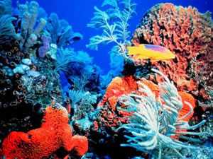 Tourism Tropical North Queensland (TTNQ) chief executive officer Rob Giason says it will launch its 'Rethink the Reef'