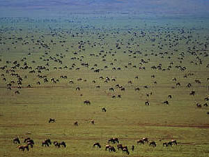 The Coral Sea has been likened to the Serengeti in Africa