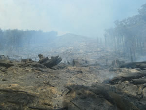 Smokey Mountain showing the result of logging in native forests.