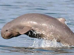the Snubfin Dolphin