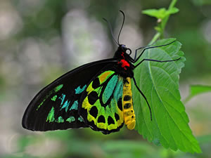 Cairns Birdwing butterfly.