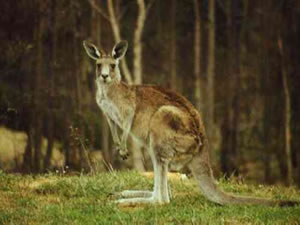 Kangaroo on the grass