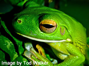 Green tree frog