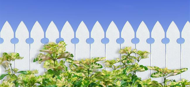 White picket fence