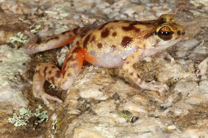 The Blotched Boulder-frog. PIC: Conrad Hoskin