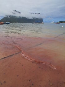 Coral spawning off Lord Howe Island. PIC courtesy Dr Andrew Baird.