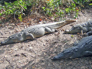 Croc on the bank of the Daintree river