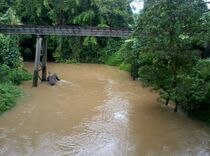 High water in Miallo, January 28. (Justine Murray)