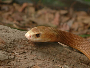 Taipan