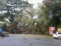 A tree down in Daintree, January 28. (Justine Murray)