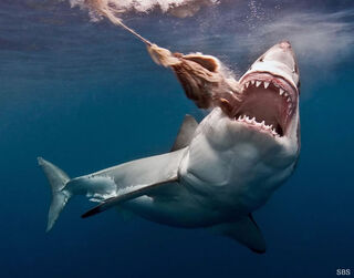 A shark cull is planned off popular West Australian beaches.