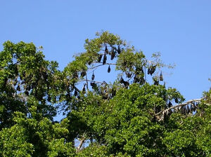 Councils will lobby for the streamlining of State and Federal approval processes related to flying fox management.