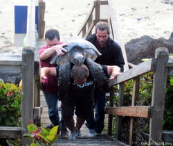 The donated stretchers are better for turtles and volunteers than methods like this 'fireman's carry', used to transport a stranded turtle in Newport, Oregon, USA.