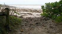 Four Mile Beach, January 29. (Emma Groves)