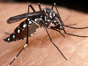 Dengue fever backyard checks