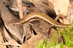 The Cape Melville Shade Skink. PIC: Conrad Hoskin