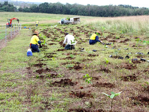 Low Isles Sailaway team busy planting 2,400 trees