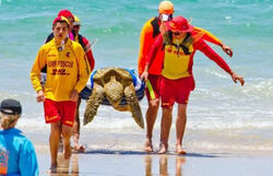 Surf Lifesavers transport a turtle on Coolum beach. PIC Rachel Cutler/immortalisingmoments.com