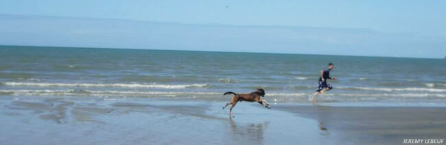 Paws and Claws rescue Buddy helps owner Jeremy Lebeuf train for the Great Barrier Reef Marathon.