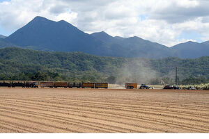 A Mossman cane field during the crushing season. PIC Kerry Larsen