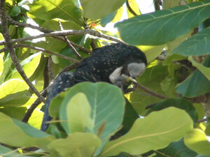 Red-Tailed Black Cockatoo